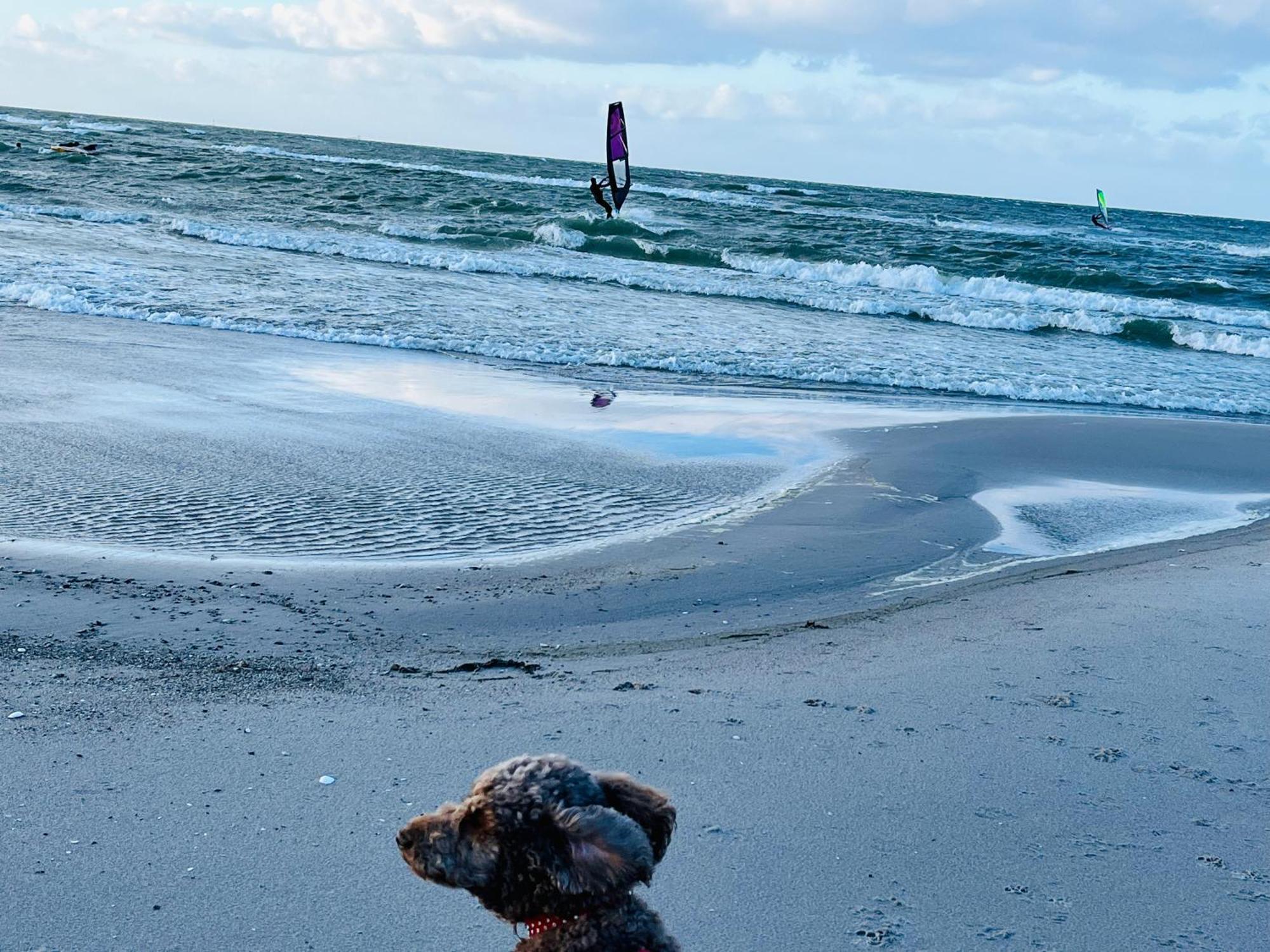 Ferienwohnung 258 Haus Schleswig Kalifornien Exteriör bild